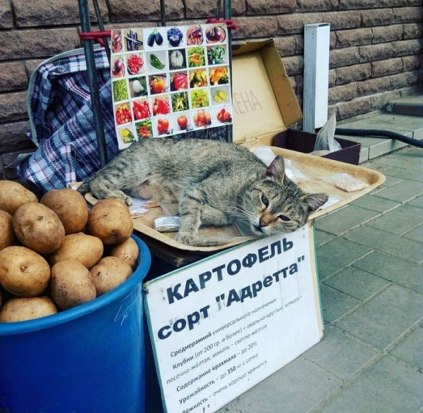 Мем: Самая сладкая картошечка!, Леонид Хлыновский