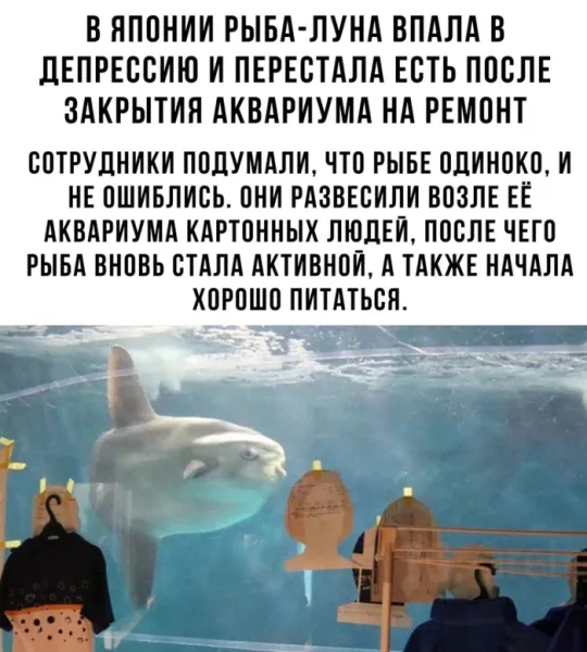 Мем, Смехалка
