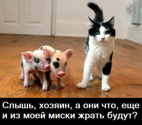 Мем, Лис Интересный