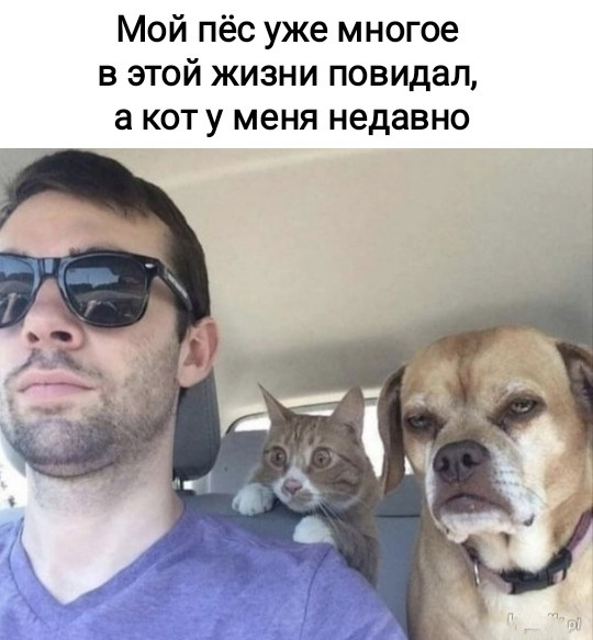 Мем, Рысь