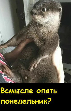 Мем, Лис Интересный