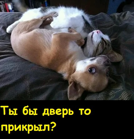 Мем, Лис Интересный
