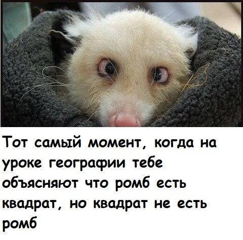Мем, Лис Интересный