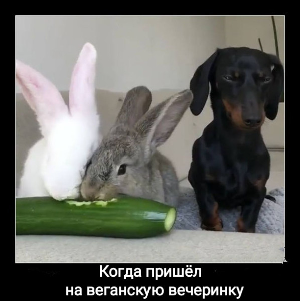 Мем, Рысь