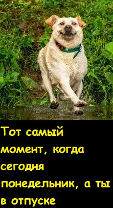 Мем, Лис Интересный