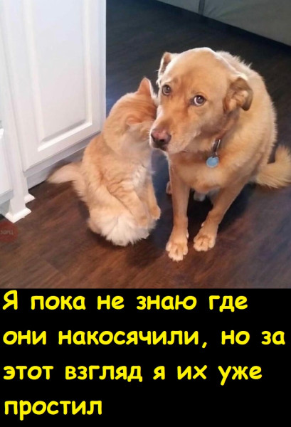 Мем, Лис Интересный
