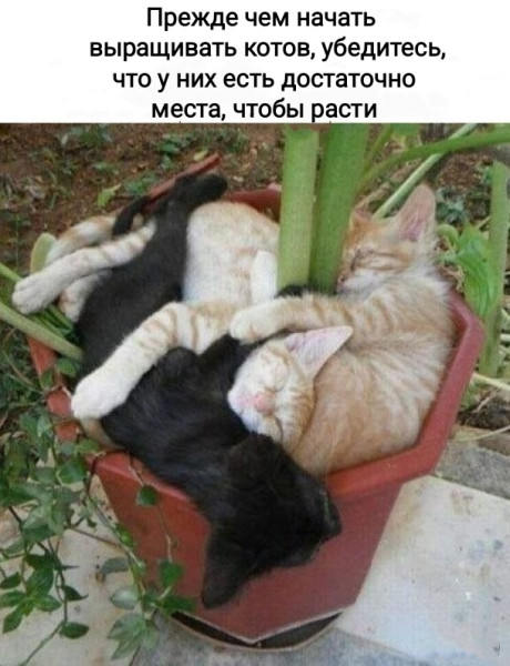 Мем, Рысь