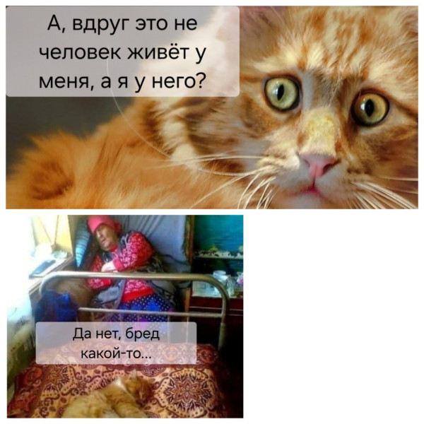 Мем: Мысли кота, А196