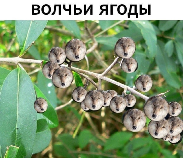 Мем, Микки Маус