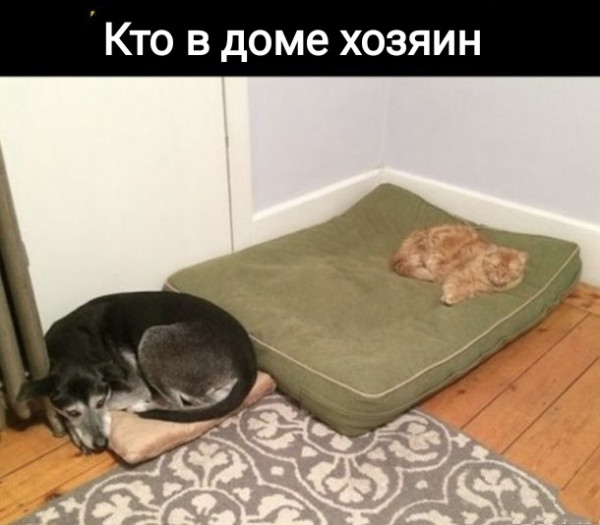 Мем, Рысь