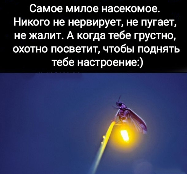 Мем, Рысь