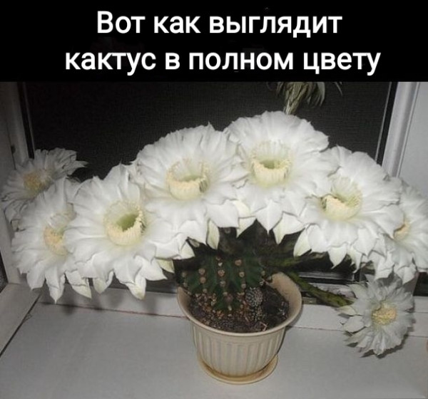 Мем, Рысь