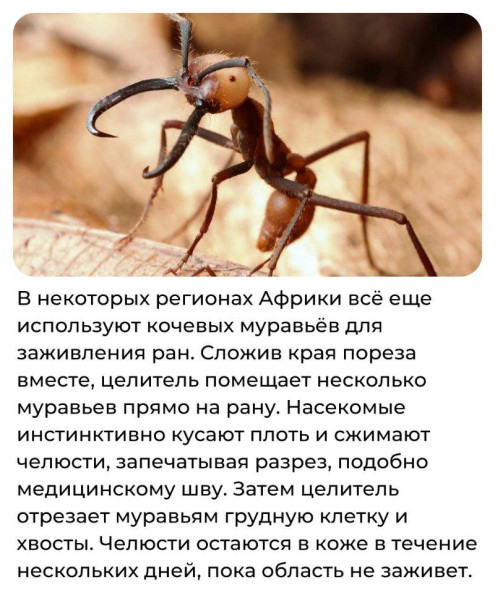 Мем, Смехалка