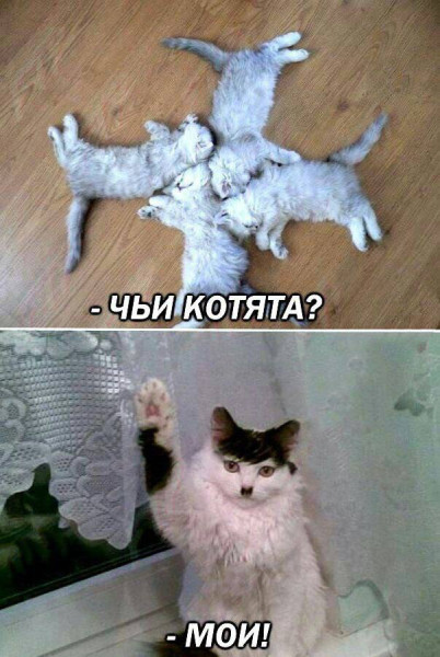 Мем, Bassplayer