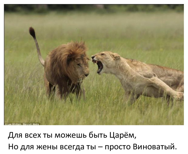 Мем, Бывает Мем, Бывает