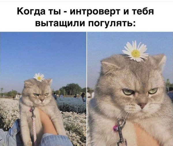 Мем, anberg