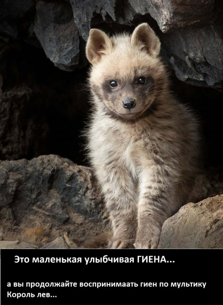 Мем, Mghost
