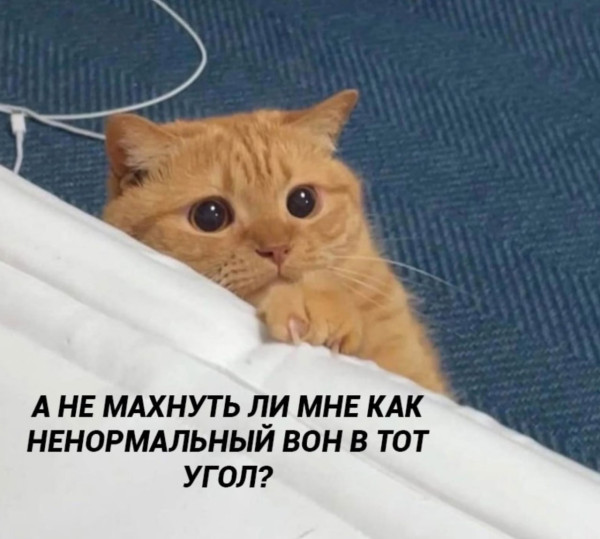 Мем: Когда я просто пытаюсь уснуть ночью, мой кот:, Леонид Хлыновский
