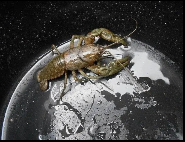 Мем, михельсон
