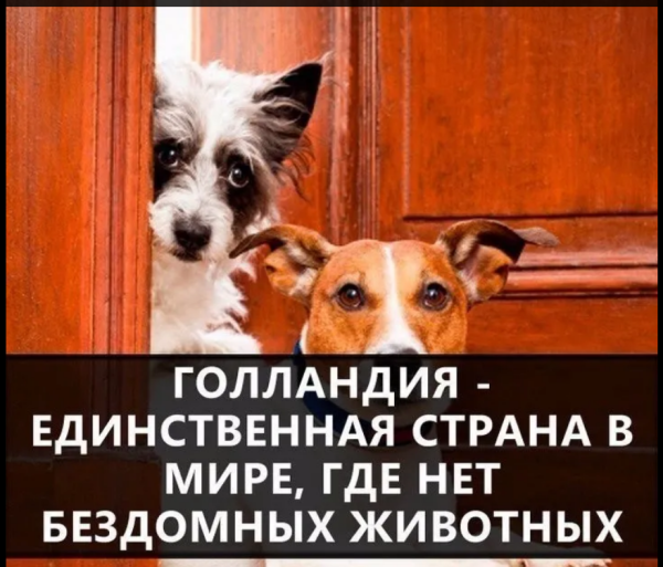 Мем, михельсон