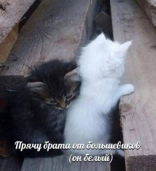 Мем, Леонид Хлыновский