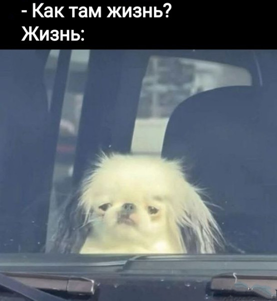 Мем, Рысь
