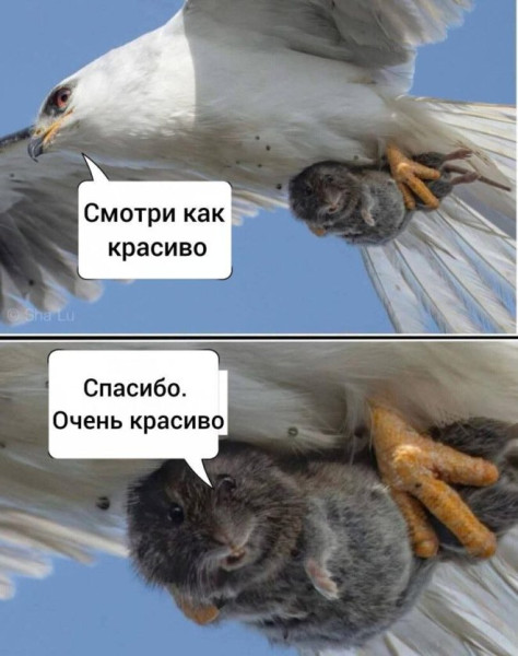 Мем, Treloni_Esq Мем, Treloni_Esq