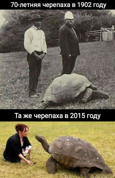 Мем, Рысь