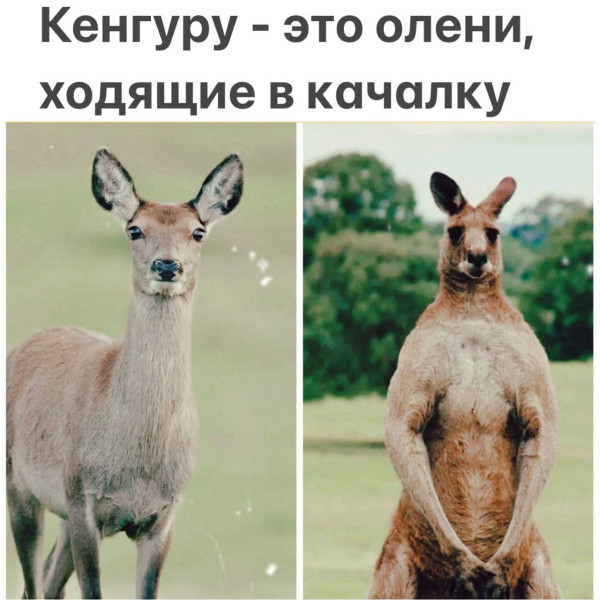 Мем, Смехалка