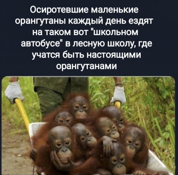 Мем, Рысь