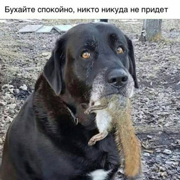 Мем, Максим Камерер