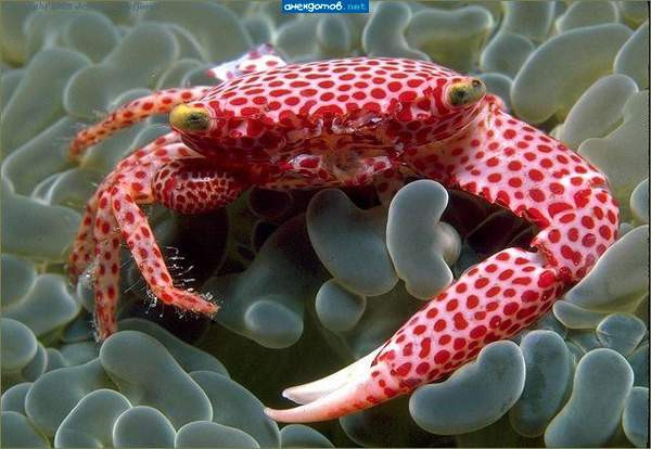 Мем: Мухомор морской обыкновенный, Леонид Хлыновский