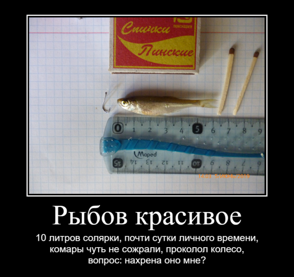 Мем, Лис Интересный