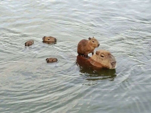 Мем, Бывает
