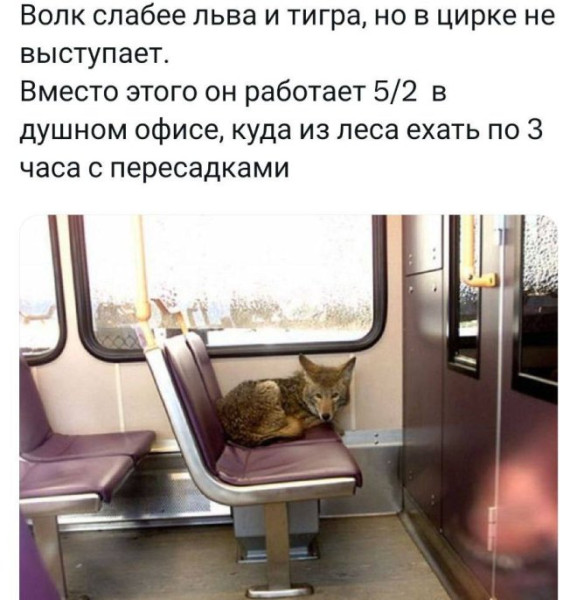 Мем: Ржач, iteam
