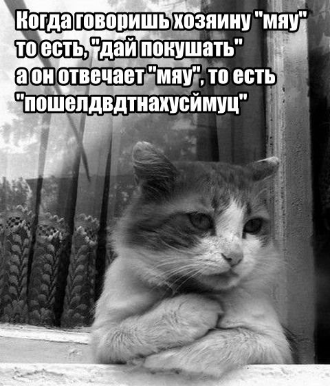 Мем, memw