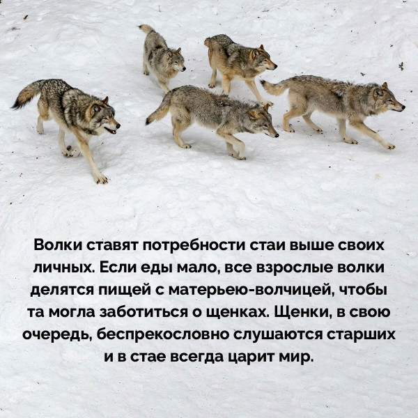 Мем, Mghost