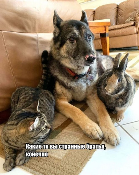 Мем, memw