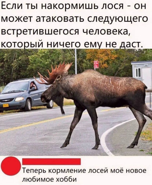Мем, Максим Камерер