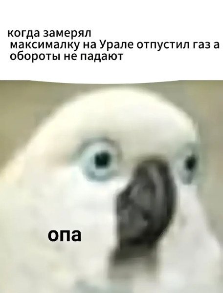 Мем, Кот Отморозкин