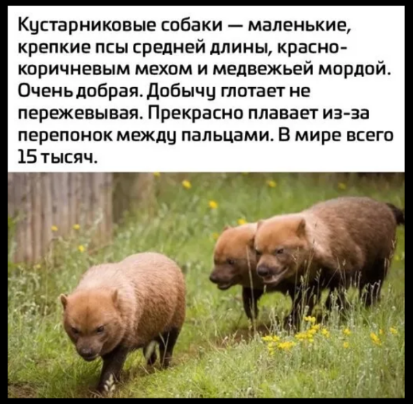 Мем, михельсон