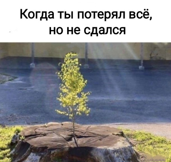 Мем, Рысь