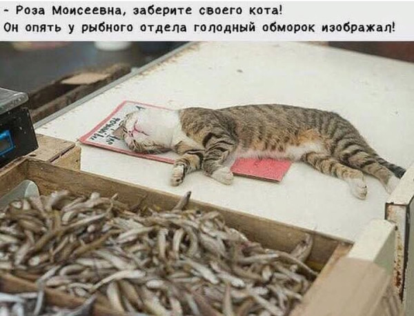 Мем, Анекдотчик