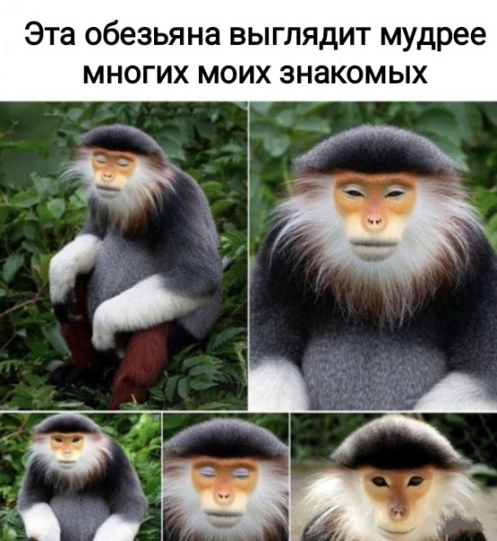 Мем, Рысь