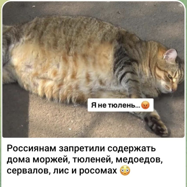 Мем, anberg