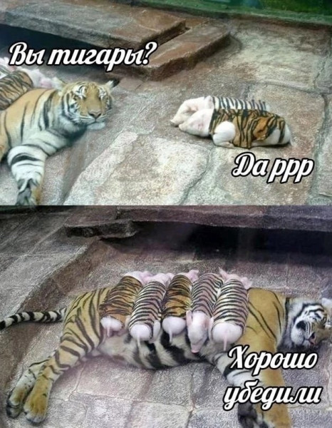 Мем, Кот Отморозкин