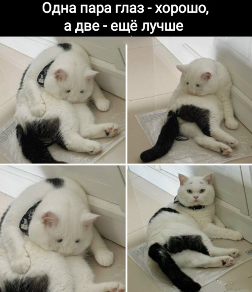 Мем, Рысь