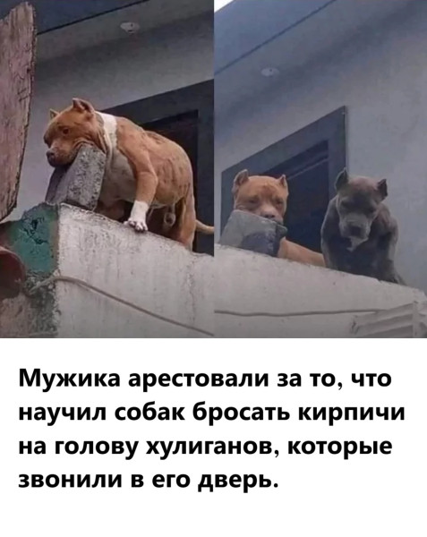Мем, immar