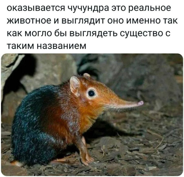 Мем, Hendry