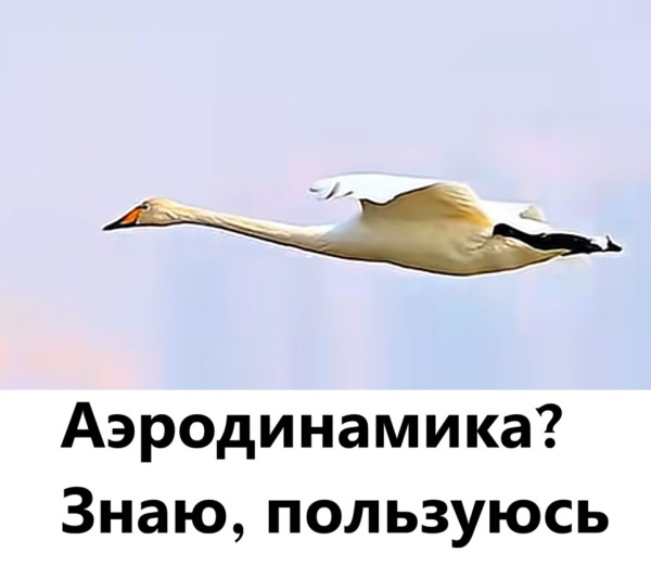Мем, immar